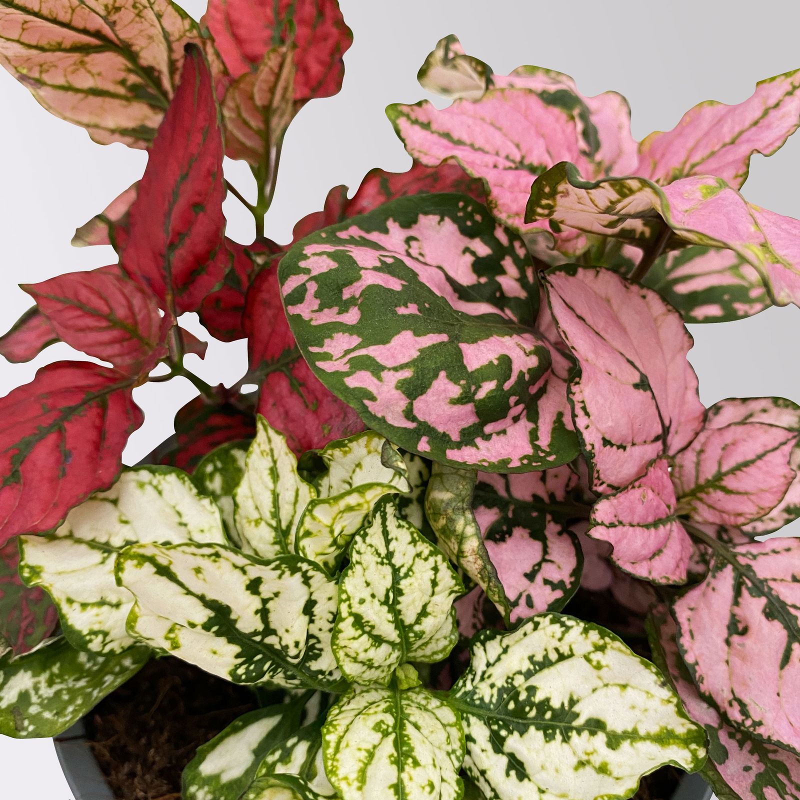 Hypoestes 'Trio', weiß-rot-rosa, Topf-Ø 12 cm Ø, 3 Pflanzen