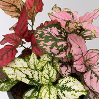 Hypoestes 'Trio', weiß-rot-rosa, Topf-Ø 12 cm Ø, 3 Pflanzen