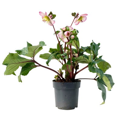 Helleborus 'Cheryl's Shine' rosa, Topf-Ø 15 cm Helleborus 'Cheryl's Shine' rosa, Topf-Ø 15 cm