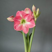 Gewachste XL-Amaryllis- Zwiebel, rosa-weiße Blüte, Dekor 'Basic White'