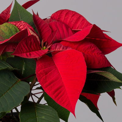 Weihnachtsstern rot, Topf-Ø 12/13 cm, 3er-Set Weihnachtsstern rot, Topf-Ø 12/13 cm, 3er-Set