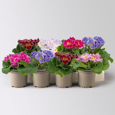 Primel 'Sirococco', Farben zufällig, gerüscht, Topf-Ø 11 cm, 8 Pflanzen