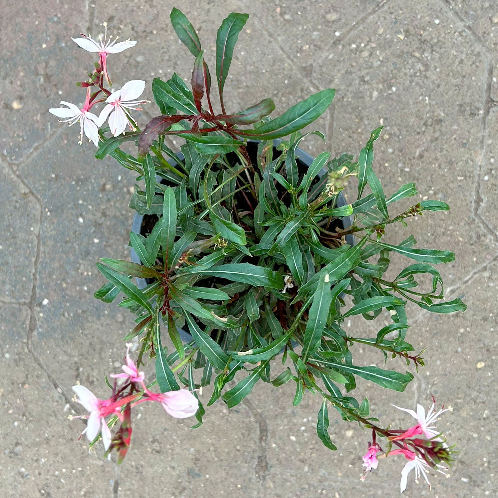 Prachtkerze, pink, Topf-Ø 13 cm, 6 Pflanzen