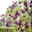 Italienische Waldrebe 'Purpurea Plena Elegans', 2er-Set, purpurviolett