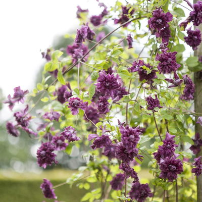 Italienische Waldrebe 'Purpurea Plena Elegans', 2er-Set, purpurviolett