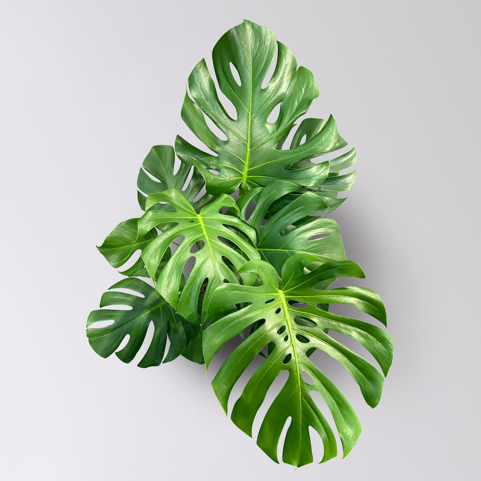 Monstera deliciosa, Busch, Topf-Ø 19 cm, Höhe ca. 80 cm