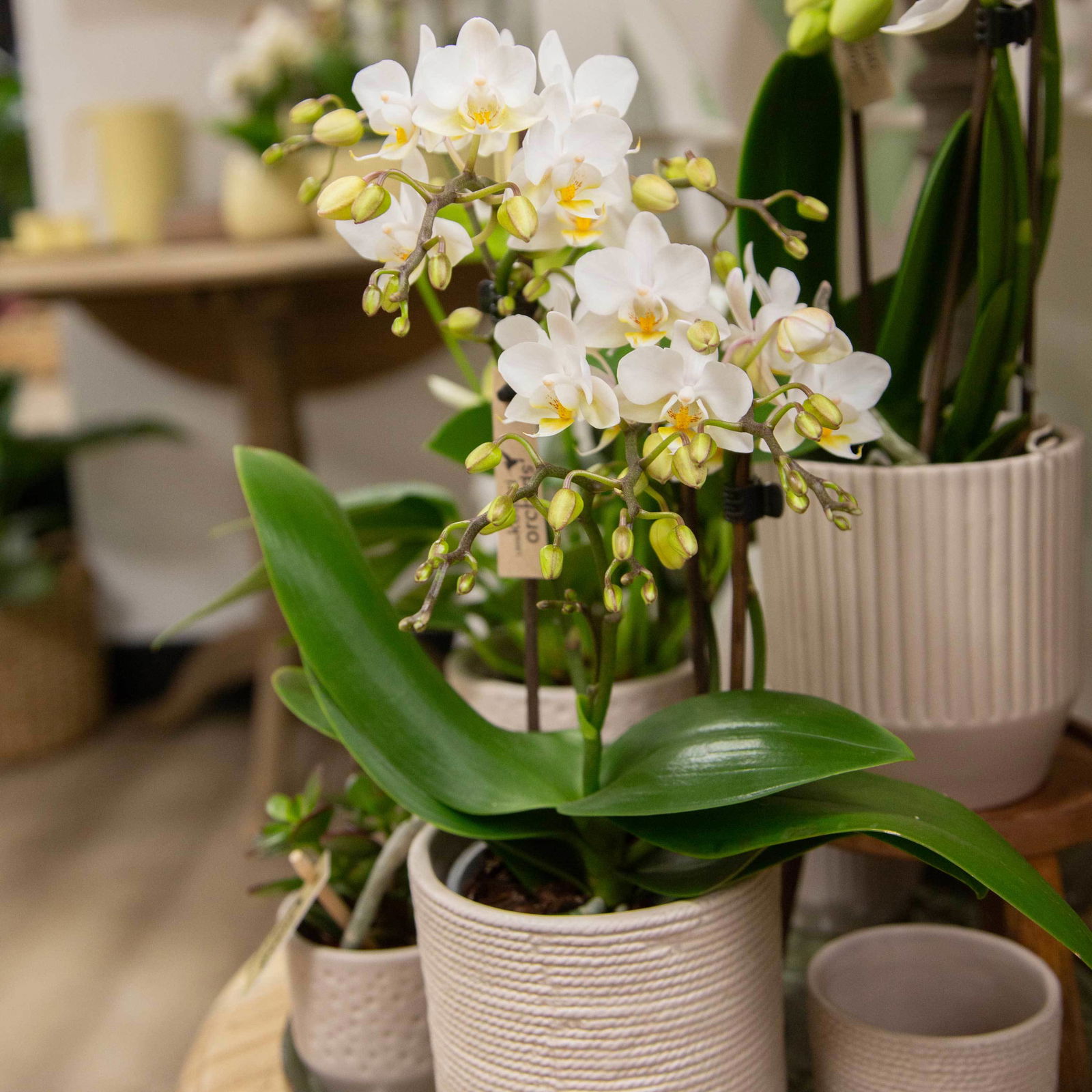 Phalaenopsis, Weißtöne, 3 Rispen, Topf-Ø 9 cm, Höhe ca. 30 cm