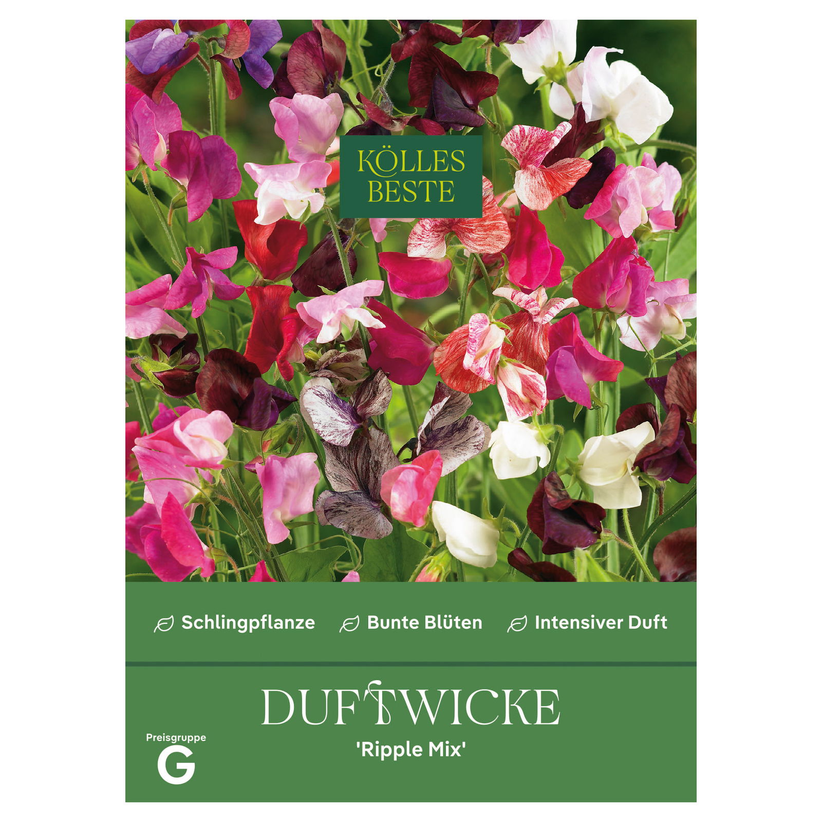 Kölles Beste Blumensamen, Duftwicke 'Ripple Mix'