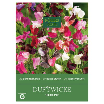 Kölles Beste Blumensamen, Duftwicke 'Ripple Mix'