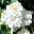 Ramblerrose 'Guirlande d'Amour®', weiß, Topf 6 Liter