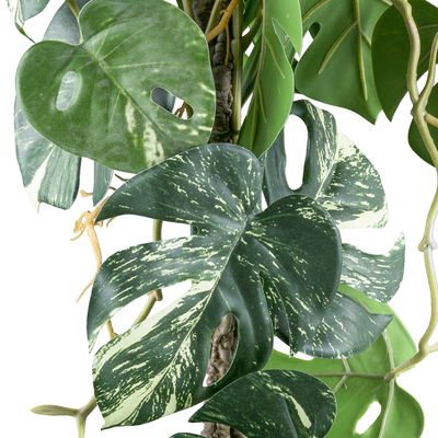 Künstlicher Splitphilodendron variegata, Höhe ca. 66 cm Künstlicher Splitphilodendron variegata, Höhe ca. 66 cm