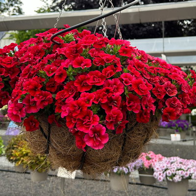 Zauberglöckchen, rot, gefüllt, Topf-Ø 13 cm, 6 Pflanzen