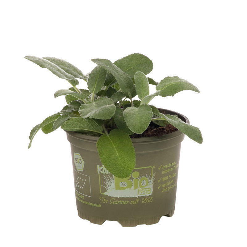 Bio Salbei großblättrig, TopfØ 12cm online kaufen Pflanzen Kölle