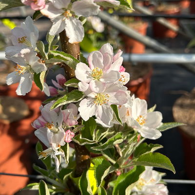 Kölle Bio Säulenapfel 'Rhapsodie'Ⓢ, Unterlage MM 111,  Topf 10 Liter