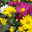 Chrysanthemen Kollektion Beet&Balkon