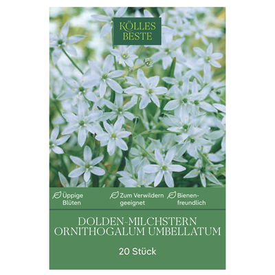 Doldiger Milchstern (Ornithogalum Umbellatum) weiß, 20 Blumenzwiebeln