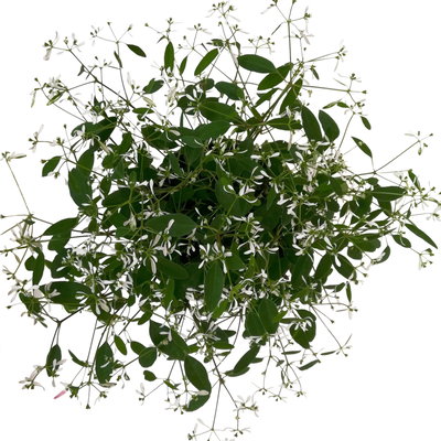 Zauberschnee™ 'Diamond Frost™' XL weiß, Topf 17 cm Ø, 2 Pflanzen Zauberschnee™ 'Diamond Frost™' XL weiß, Topf 17 cm Ø, 2 Pflanzen