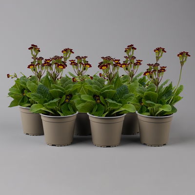 Garten-Schlüsselblume 'Little Queen' dunkelrot-gelb, Topf-Ø 13 cm, 6er-Set Garten-Schlüsselblume 'Little Queen' dunkelrot-gelb, Topf-Ø 13 cm, 6er-Set