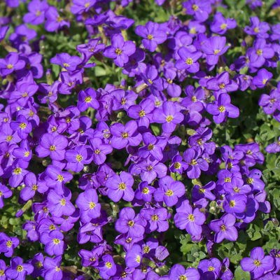 Garten-Blaukissen, violettblau, Topf-Ø 13 cm, 6 Pflanzen