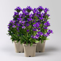 Bio Campanula glomerata 'Acaulis', violett, Topf 11x11 cm, 3 Pflanzen Bio Campanula glomerata 'Acaulis', violett, Topf 11x11 cm, 3 Pflanzen