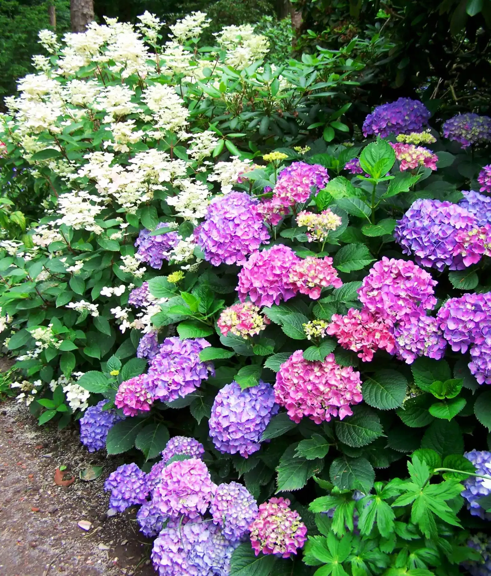 Gartenarbeit Juli - Violette Hortensien