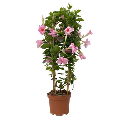 Dipladenie, rosa, Doppelbogen, Topf-Ø 17 cm, 2 Pflanzen