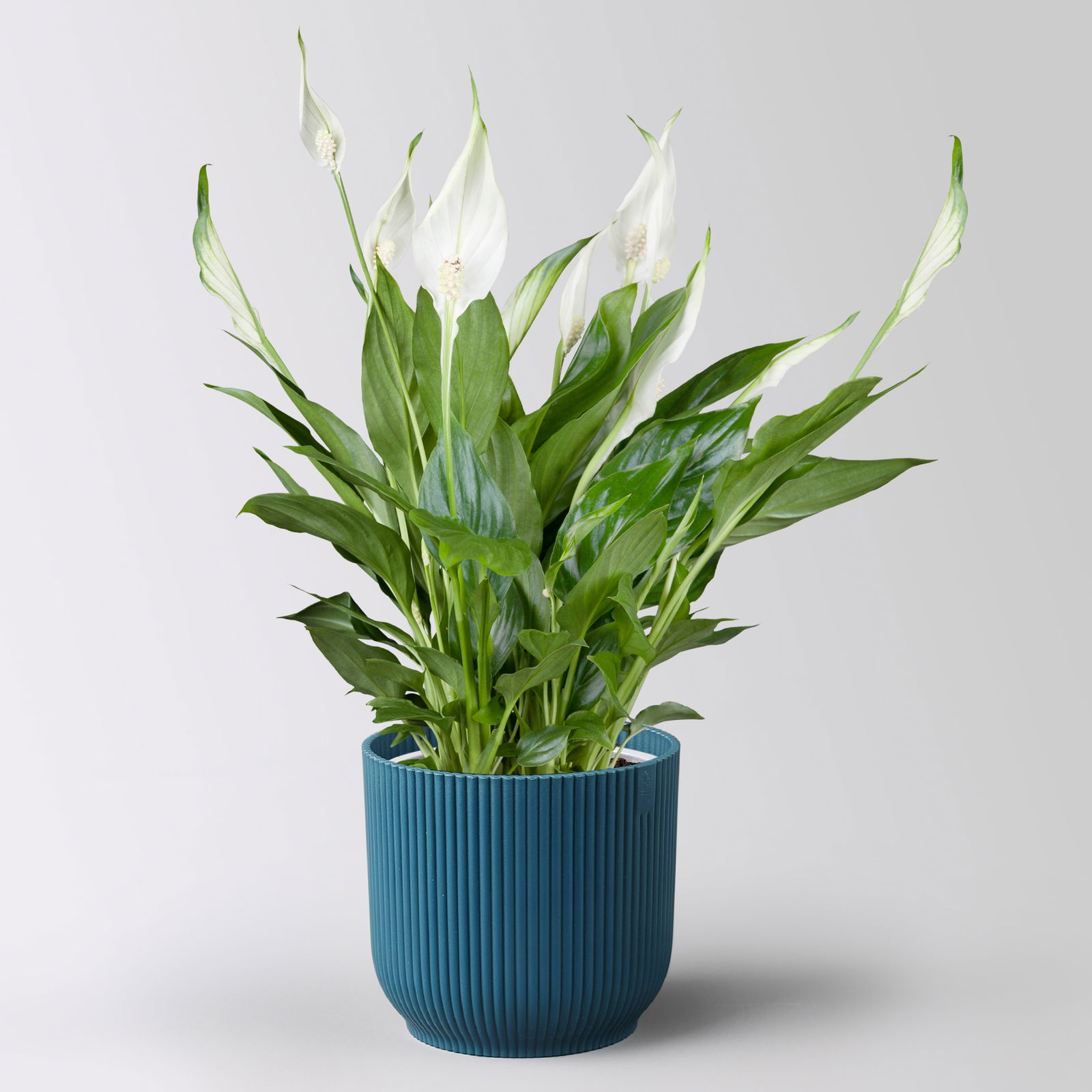 Einblatt 'Bellini', weiß, Topf-Ø 13 cm, in Übertopf Vibes blau, 2 Pflanzen