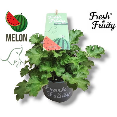 Duftgeranie 'Freshfruity® Melone', Topf-Ø 12 cm, 3 Pflanzen