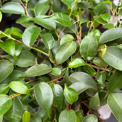 Birkenfeige grün, in Keramiktopf anthrazit, Topf-Ø 12 cm, Höhe ca. 40 cm