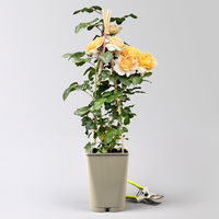 Duftende Edelrose 'Capri'®, orange-aprikot, Topf 5 Liter