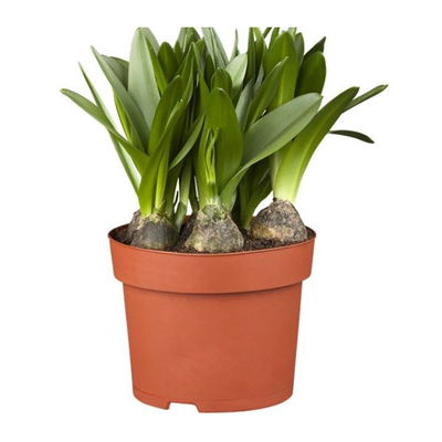 Scilla blau, vorgetrieben, Topf-Ø 10 cm, 6 Pflanzen