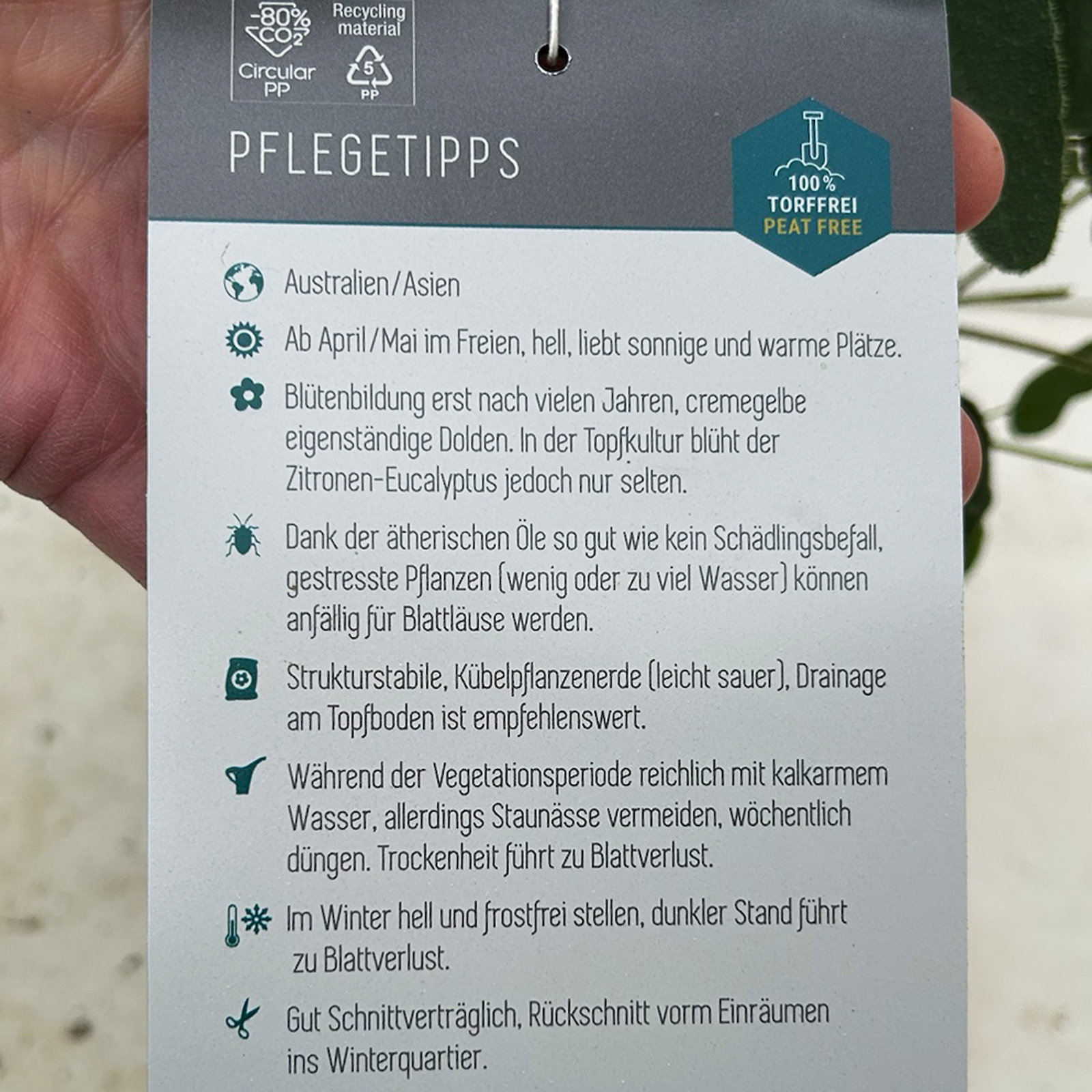 Zitronen-Eukalyptus, Busch, Topf-Ø 17 cm, 2 Pflanzen Zitronen-Eukalyptus, Busch, Topf-Ø 17 cm, 2 Pflanzen