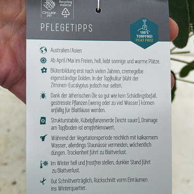 Zitronen-Eukalyptus, Busch, Topf-Ø 17 cm, 2 Pflanzen Zitronen-Eukalyptus, Busch, Topf-Ø 17 cm, 2 Pflanzen