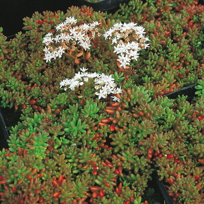 Sedum album 'Coral Carpet', weiß, Topf 9x9 cm, 3 Pflanzen