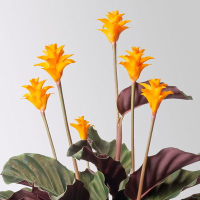 Korbmarante, Goeppertia crocata syn. Calathea, Topf-Ø 14 cm, Höhe ca. 40 cm