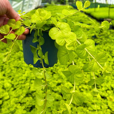 Bio Pfennigkraut 'Goldilocks', gelb, Topf-Ø 12 cm, 6 Stück