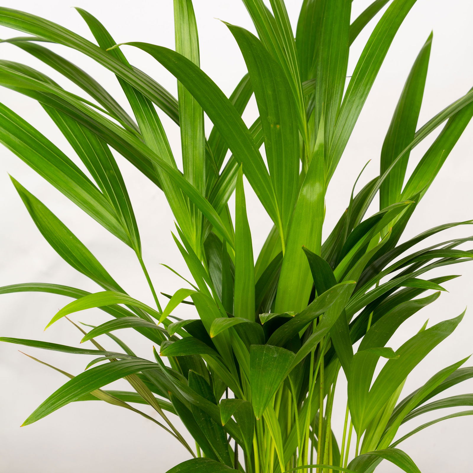 Goldfruchtpalme, Topf-Ø 17 cm, Höhe ca. 60 cm, 2 Pflanzen