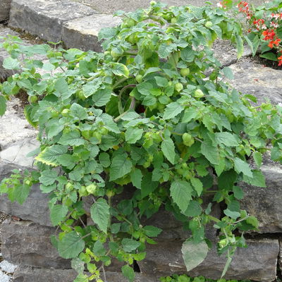 Blu Bio Ananaskirsche, Topf-Ø 12 cm, 3er Set