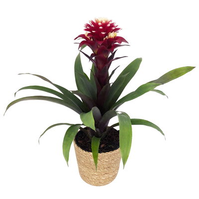 Guzmania 'Francesca', lila-weiß, Topf-Ø 12 cm, mit Korb Maki, Höhe ca. 40 cm Guzmania 'Francesca', lila-weiß, Topf-Ø 12 cm, mit Korb Maki, Höhe ca. 40 cm