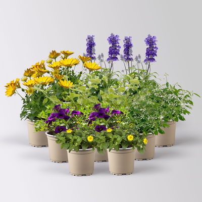 Pflanzenkreation 'Swimmingpool', 12 Pflanzen