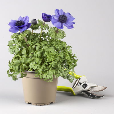 Pflanzenkreation Frühlingsgruß, 9 Pflanzen inkl. Erde & Dünger Pflanzenkreation Frühlingsgruß, 9 Pflanzen inkl. Erde & Dünger