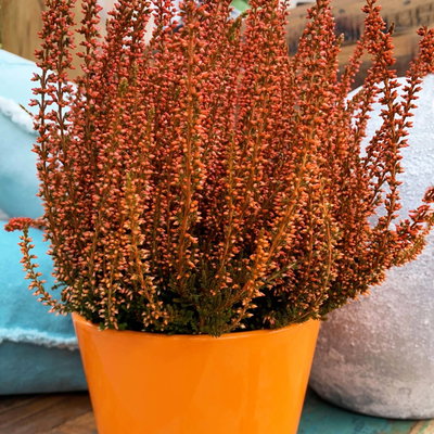 Knospenheide 'Picasso' gefärbt, Farben zufällig, Topf-Ø 12 cm, 6 Pflanzen Knospenheide 'Picasso' gefärbt, Farben zufällig, Topf-Ø 12 cm, 6 Pflanzen