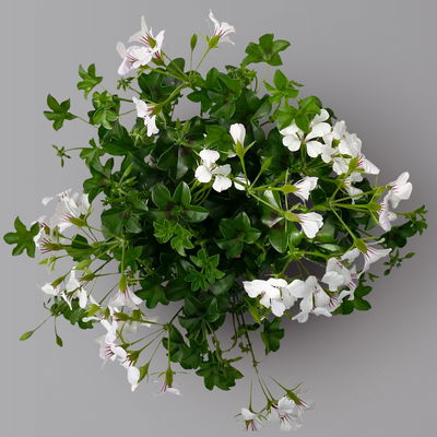 Geranie 'Rainbow White', weiß, hängend, Topf-Ø 13 cm, 6 Pflanzen