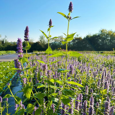 Bio Duftnessel 'Blue Fortune', violett, Topf 11x11 cm, 3 Pflanzen Bio Duftnessel 'Blue Fortune', violett, Topf 11x11 cm, 3 Pflanzen