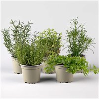 Bio Grillkräuter-Set, 5 Pflanzen, Topf-Ø 12cm