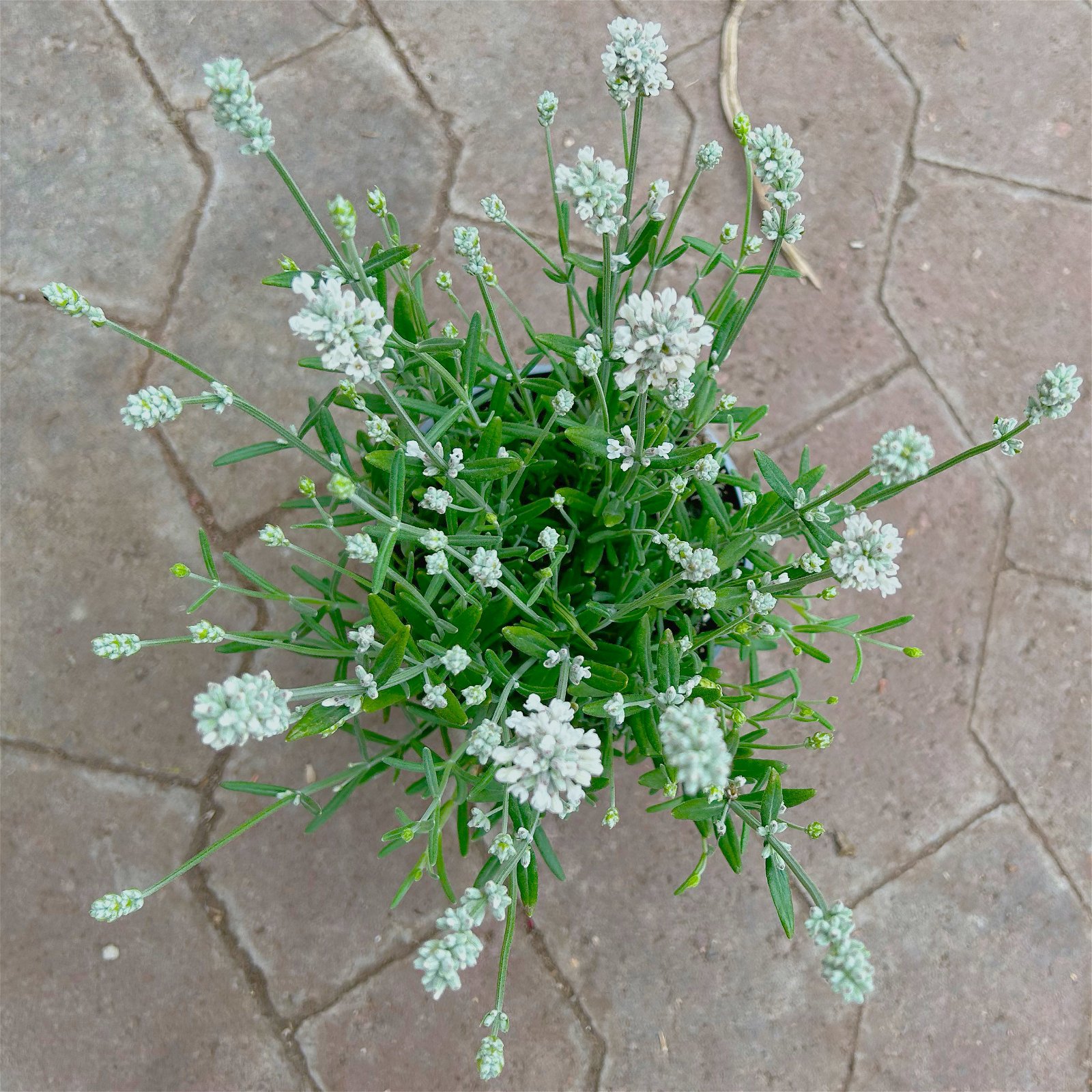 Lavendel 'Alba', weiß, Topf-Ø 13 cm, 6er-Set