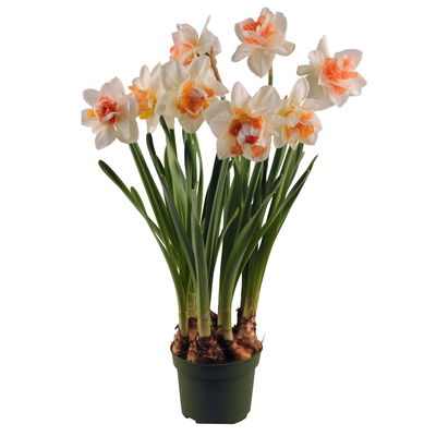 Narzisse 'Double Beauty' apricot-weiß, vorgetrieben, Topf-Ø 12 cm, 6 Pflanzen