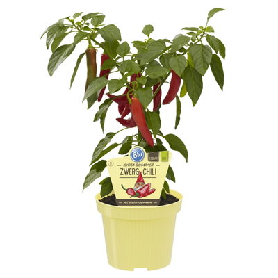 Blu Bio Chilipflanze Zwerg-Chili, Topf-Ø 12 cm, 3er Set Blu Bio Chilipflanze Zwerg-Chili, Topf-Ø 12 cm, 3er Set