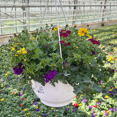 Blumenampel TrioMio™ 'Tweety Jazz', lila-blau-gelb, Ampeltopf-Ø ca. 27 cm Ø