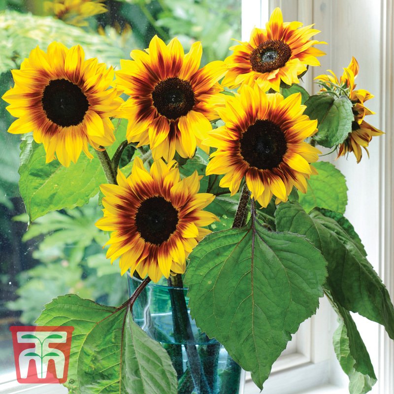 Sonnenblume Helios Flame F1 Hybride / einjährig blühend, ideal im Beet, essbare Blüten